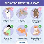How to Properly Pick up a Cat in 3 Easy Steps (With Video)