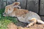 How to Put Your Rabbit to Sleep at Night (4 Tips & Tricks)