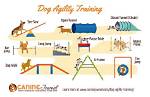 How to Start with Dog Agility Training: 11 Expert Tips