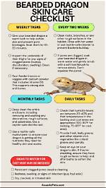 How to Take Care of a Bearded Dragon: Fact Sheet & Advice