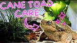 How to Take Care of a Toad: Fact Sheet & Advice 2024