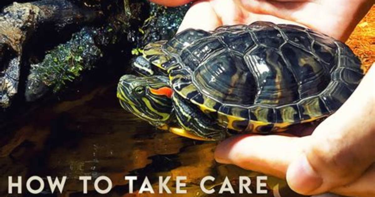 How to Take Care of a Turtle Egg: a Vet-Approved Beginner’s Guide (With Pictures)