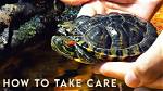 How to Take Care of a Turtle Egg: a Vet-Approved Beginner’s Guide (With Pictures)