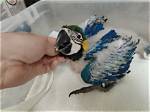 How to Take Care of Baby Macaws: Avian Facts & Faqs (With Pictures)
