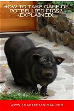 How to Take Care of Potbellied Pigs as Pets: Fact Sheet & Advice 2024 | Pangovet