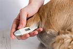 How to Take Your Dog's Temperature - Vet Approved Guide