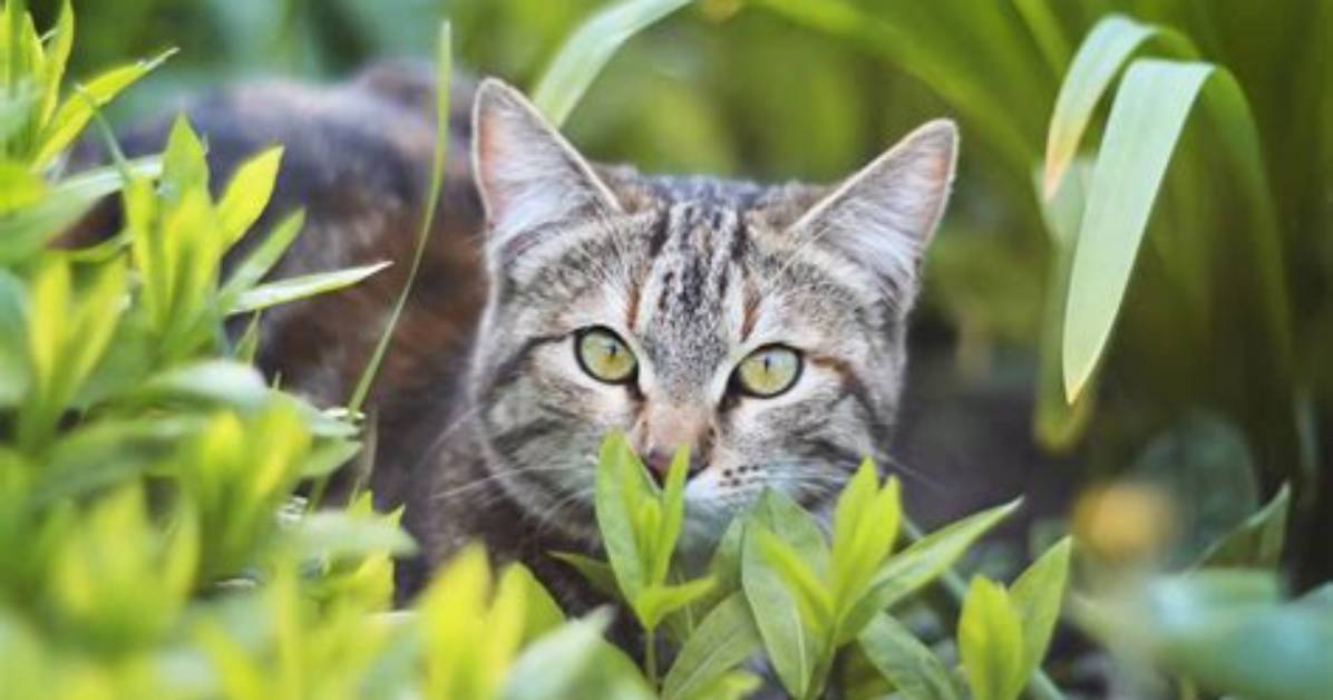How to Train an Outdoor Cat to Use a Litter Box: 7 Simple Tips | Pangovet