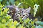 How to Train an Outdoor Cat to Use a Litter Box: 7 Simple Tips | Pangovet