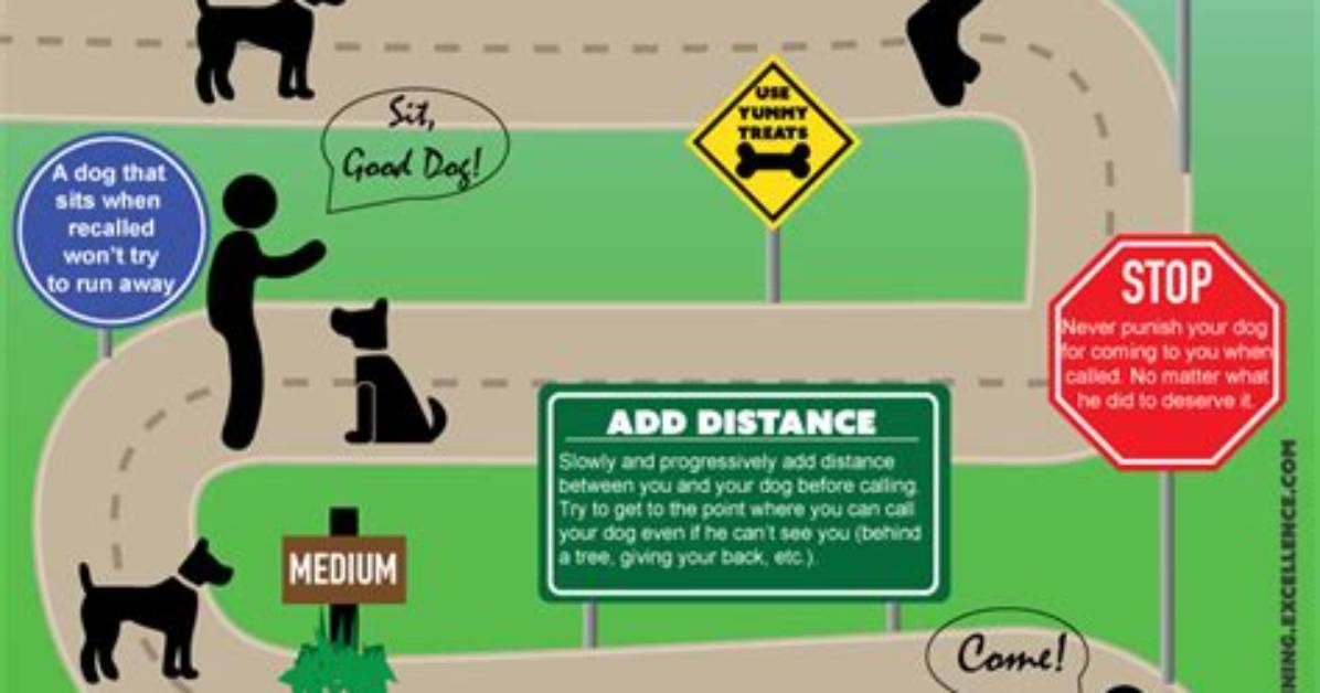 How to Train Your Dog to Come When Called: 9 Expert Tips