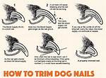 How to Trim Your Dog’s Nails at Home (Step-by-Step Guide)
