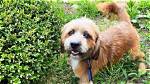 I Adopted My Dog Cannoli from Overseas. It’s Easier Than You Think.