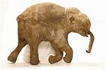 Ice Age Baby: Lyuba the Woolly Mammoth Tours Asia