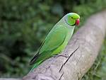 Indian Ring-Necked Parakeet: Facts, Diet & Care (With Pictures)