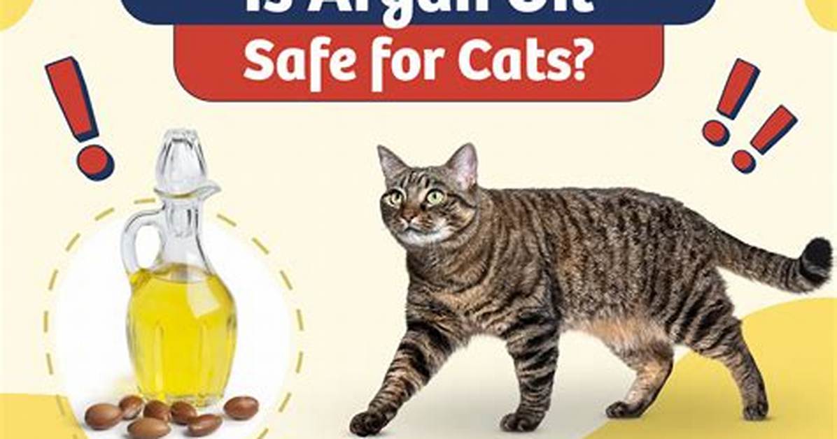 Is Argan Oil Safe for Cats? Vet Reviewed Safety Considerations & Faq | Pangovet