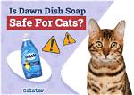 Is Dawn Dish Soap Safe for Cats? Vet-Approved Facts & Faq | Pangovet