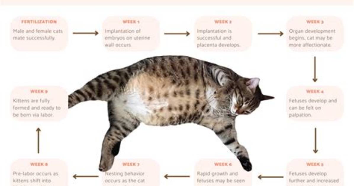 Is My Cat Pregnant? 8 Ways to Tell (Vet Approved) | Pangovet