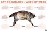 Is My Cat Pregnant? 8 Ways to Tell (Vet Approved) | Pangovet