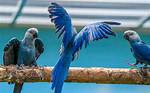 Is the Blue Macaw Extinct? Surprising Facts & Faqs