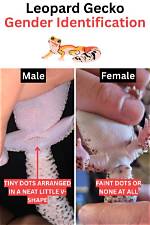 Is Your Gecko Male or Female? the Differences Explained