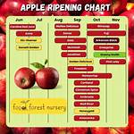 It's Apple Picking Season! | Macaroni Kid New River Valley