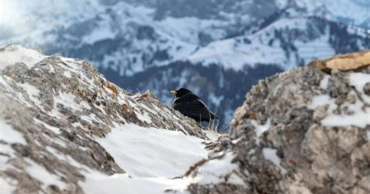 Italy's Legend of the Blackbird and the Last Three