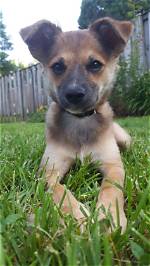 Jack Russell Terrier German Shepherd Mix: Pictures, Care Guide, Temperament & Traits