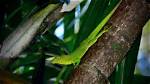 Jamaican Giant Anole: Facts, Info & Care Guide (With Pictures)