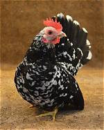 Japanese Bantam Chicken: Breed Info, Pictures, Facts, Uses & Characteristics | Pangovet