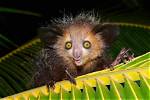 Japanese Lemur Making 6,000 Mile Trip to Find a Mate