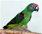Jardine’s Parrot (Red-Fronted Parrot): Facts, Care & Pictures | Pangovet