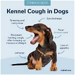 Kennel Cough in Dogs: Vet Approved Signs & Treatment