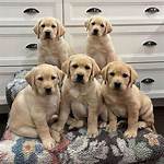 Labrador Retriever Puppies for Sale in Arkansas: Breeders List 2024