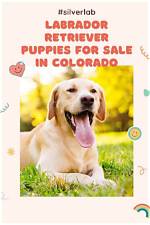 Labrador Retriever Puppies for Sale in Colorado: 2024 Breeders List