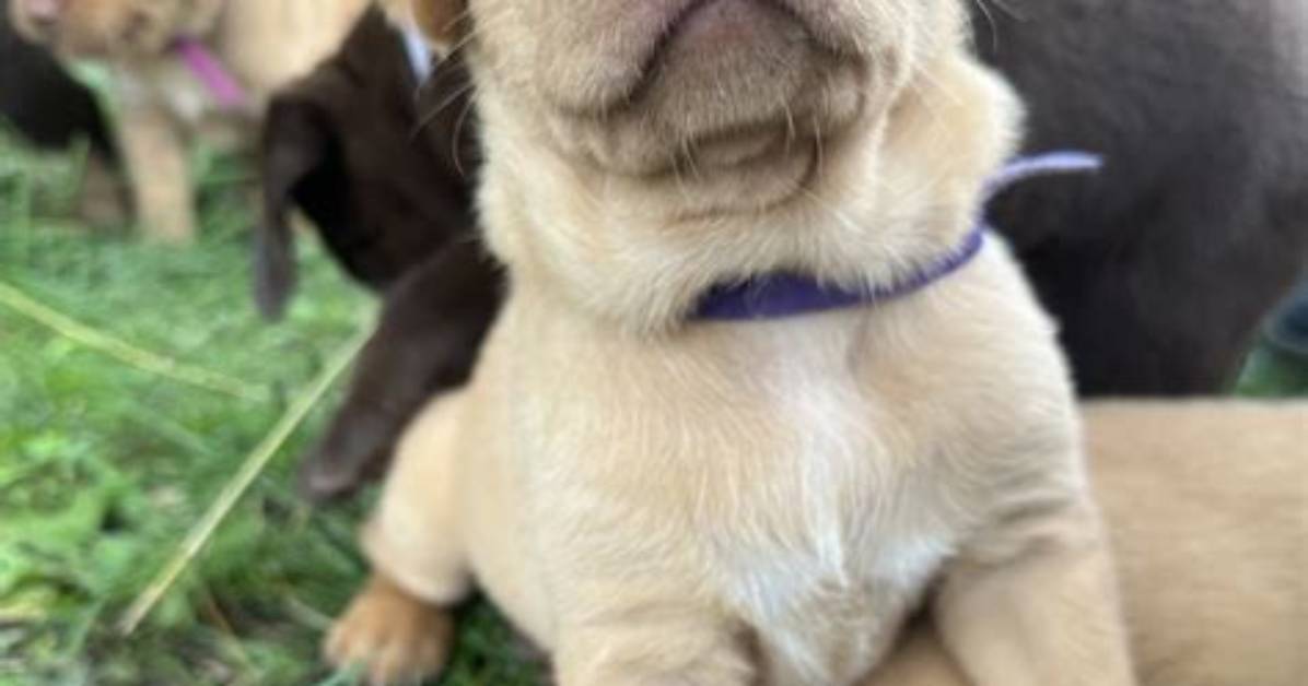 Labrador Retriever Puppies for Sale in Minnesota: 2024 Breeders List