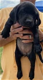 Labrador Retriever Puppies for Sale in Mississippi: Breeders List 2024
