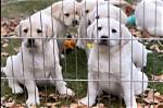 Labrador Retriever Puppies for Sale in Nevada: 2024 Breeders List