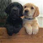 Labrador Retriever Puppies for Sale in New York: 2024 Breeders List