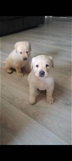 Labrador Retriever Puppies for Sale in South Carolina: 2024 Breeders List