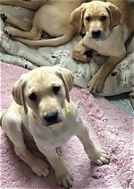 Labrador Retriever Puppies for Sale in Washington: Breeders List 2024