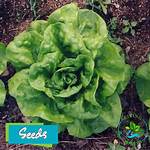 Lanai Upbringing, Lettuce Keys to Success in Food Truck Challenge | News, Sports, Jobs