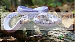 Lavender Corn Snake: Facts, Appearance & Care Guide (With Pictures)