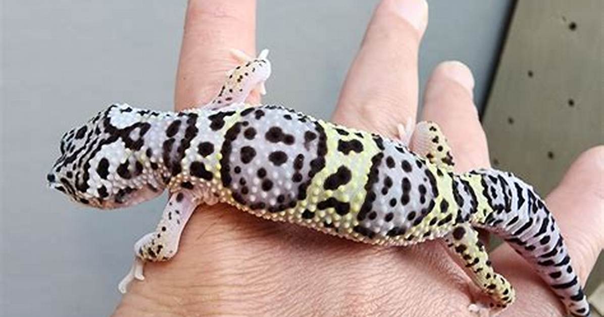 Lavender Leopard Gecko: Info & Care Guide for Beginners (With Pictures)