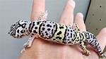 Lavender Leopard Gecko: Info & Care Guide for Beginners (With Pictures)