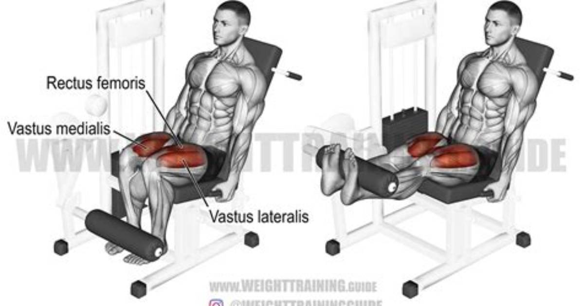 Leg Extension Exercise Guide - Signos