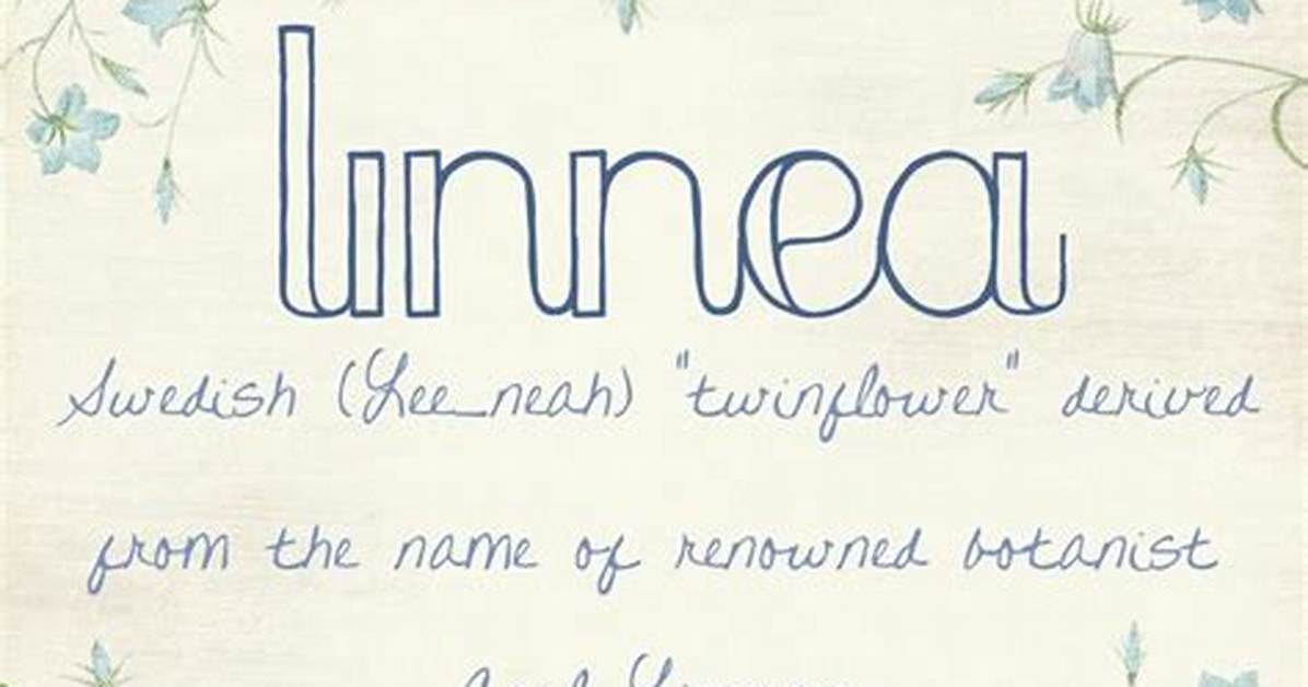 Linnea Meaning in English, Linnea Baby Name Origin Gender Meaning Pronunciation