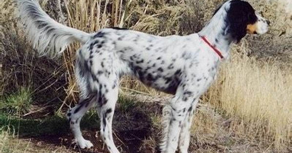 Llewellin Setter Dog Breed Guide: Info, Pictures, Care & Traits | Pangovet
