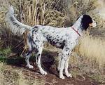 Llewellin Setter Dog Breed Guide: Info, Pictures, Care & Traits | Pangovet