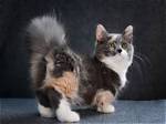 Long-Haired Munchkin Cat: Facts, Origin & History (With Pictures) | Pangovet