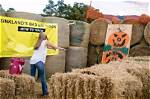 Look for Pumpkintron & Scarecrow at Sinkland Farms Pumpkin Festival!