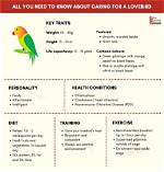Lovebirds: Personality, Food, & Care Guide (With Pictures)